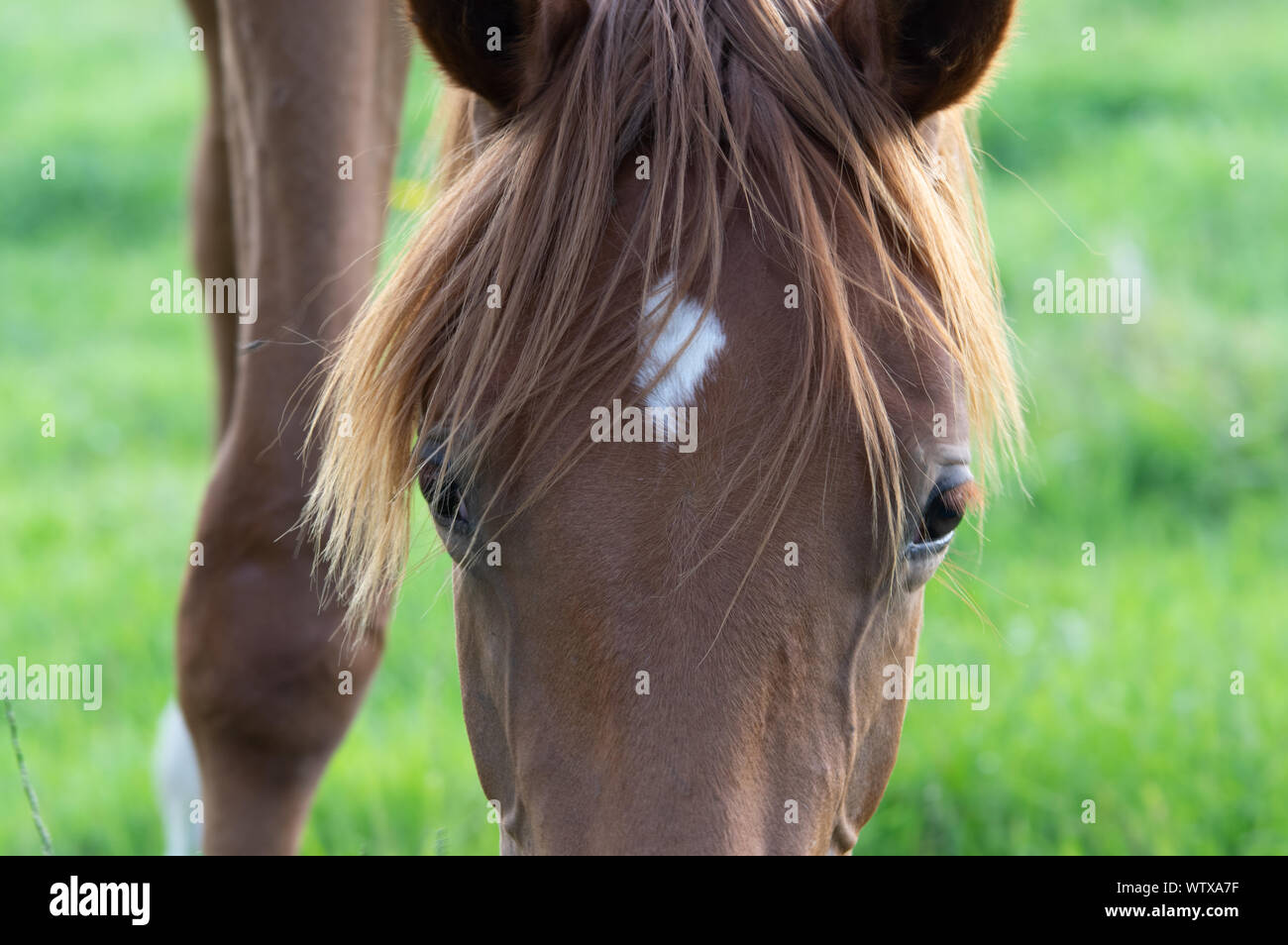 Vicino il cavallo marrone con divertenti hairstyleand grandi occhi Foto Stock