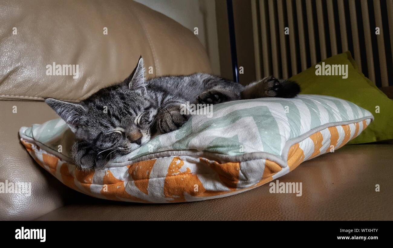 Gatto dorme sul cuscino in divano Foto stock - Alamy