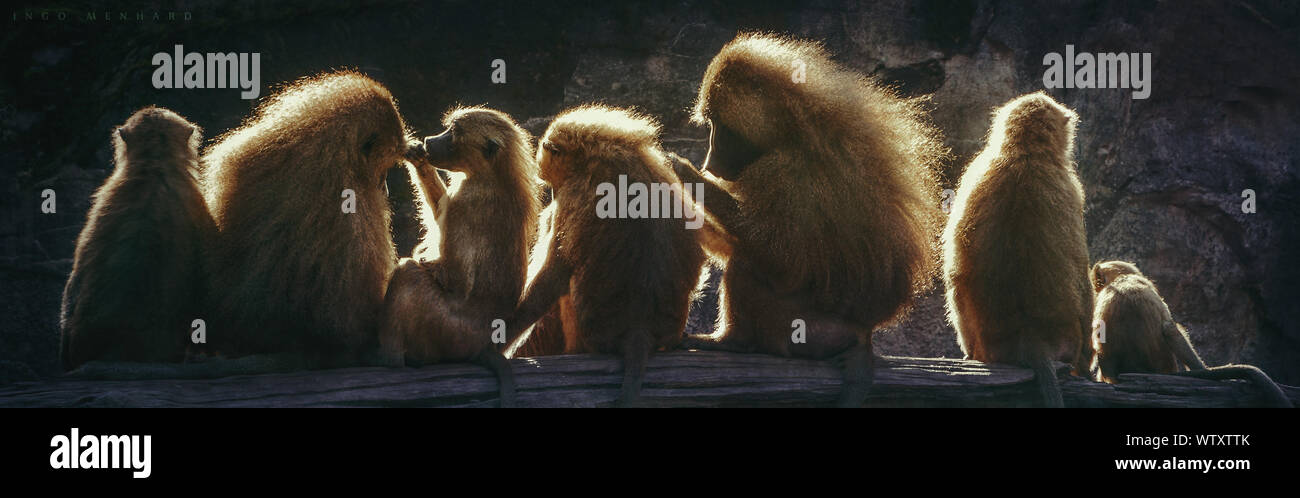 Silhouette di famiglia di scimmia Foto Stock