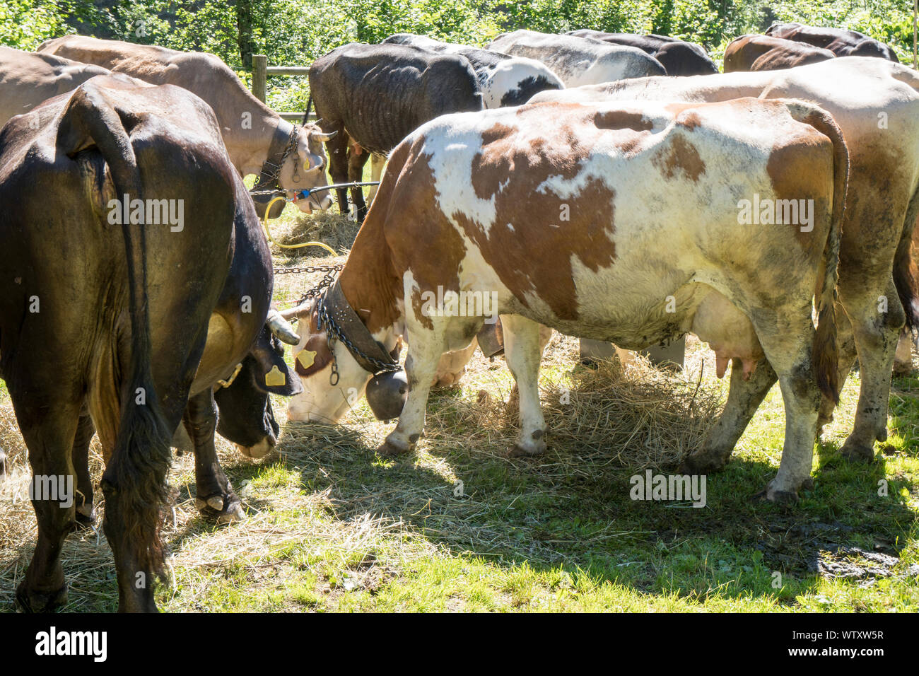 Le vacche alla fiera del bestiame Foto Stock