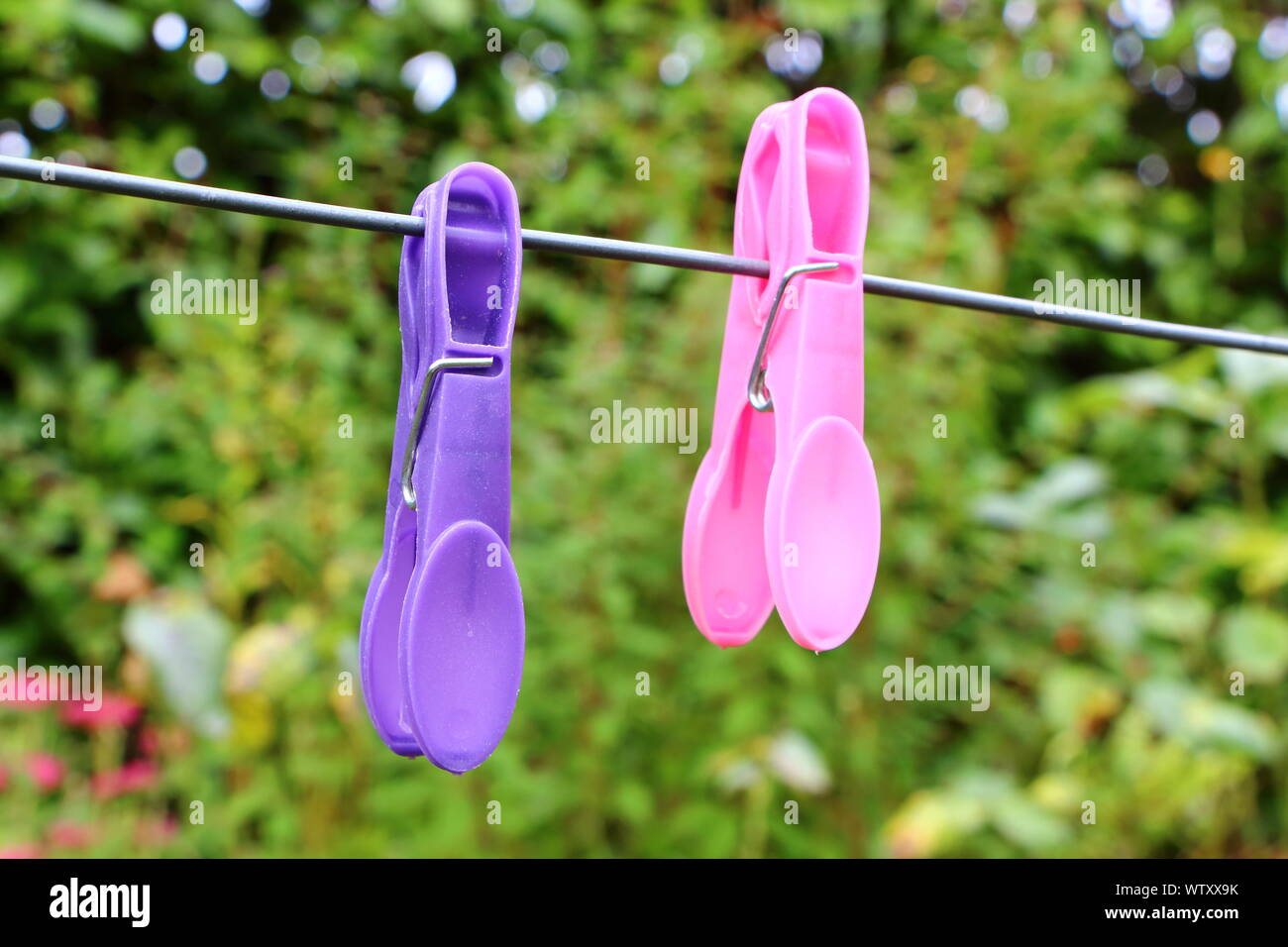 Rosa e viola vestiti pin su una linea di lavaggio in un giardino Foto Stock