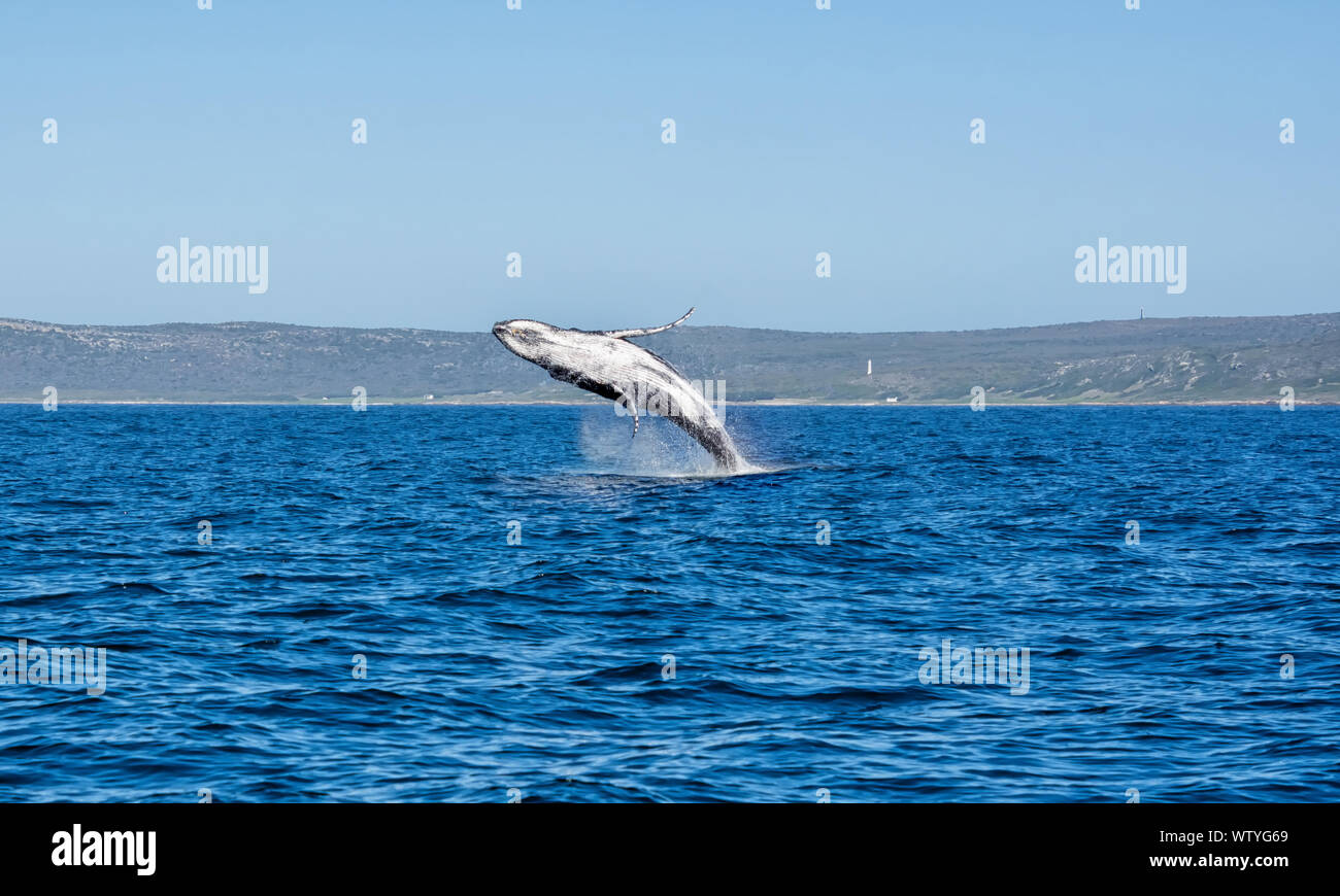 Un Humpback Whale violazione di fronte a Cape Point in False Bay, Sud Africa Foto Stock