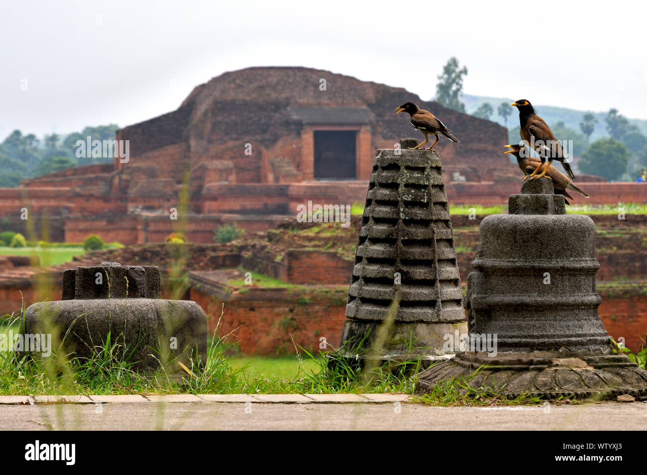 Una famiglia di Myna indiano con le rovine di Vikramshila University, Bihar, in India, in background. Foto Stock