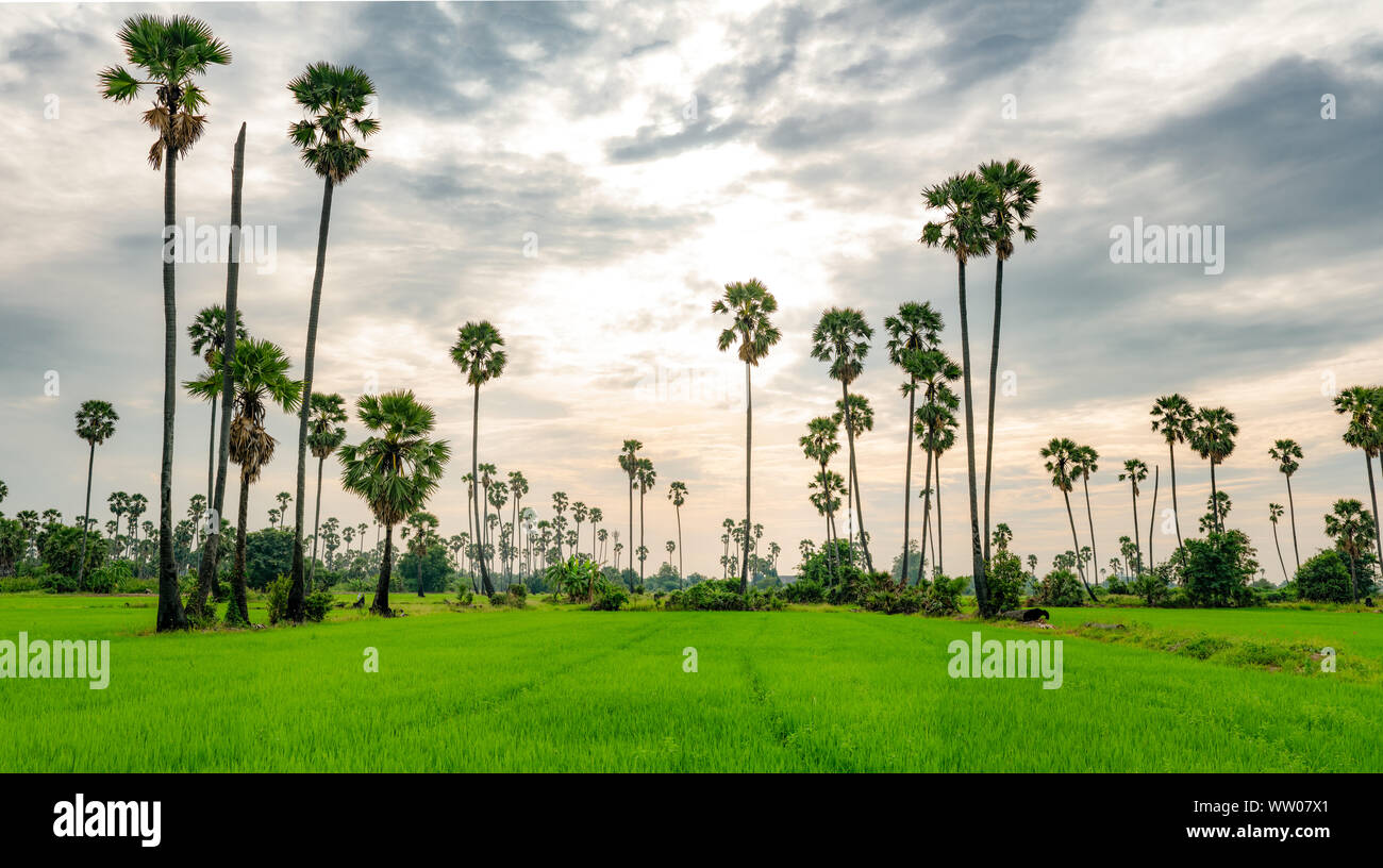 Sugar Palm tree e campo di riso in Thailandia con il bellissimo tramonto Cielo. Bellissimo modello di zucchero parm tree. Riso Verde fattoria in estate. Paesaggio Foto Stock