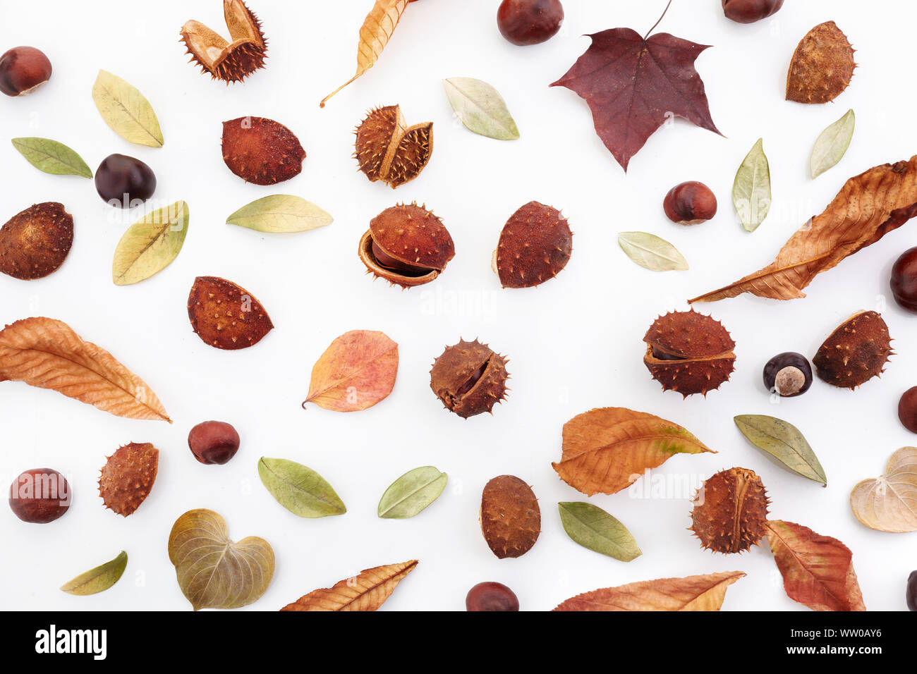 Autunno composizione fatta di ghiande, castagne e foglie secche su sfondo bianco. Appartamento laico, vista dall'alto. Foto Stock