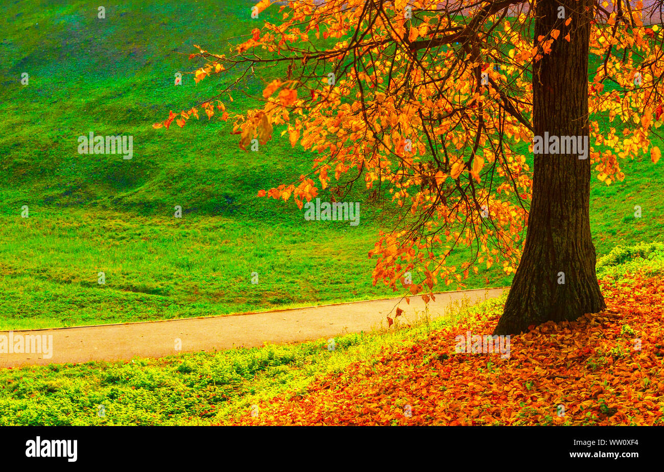 Paesaggio di caduta. Parco di caduta e di albero caduto foglie di autunno sul terreno nel parco vicolo in nuvoloso giornata di ottobre Foto Stock
