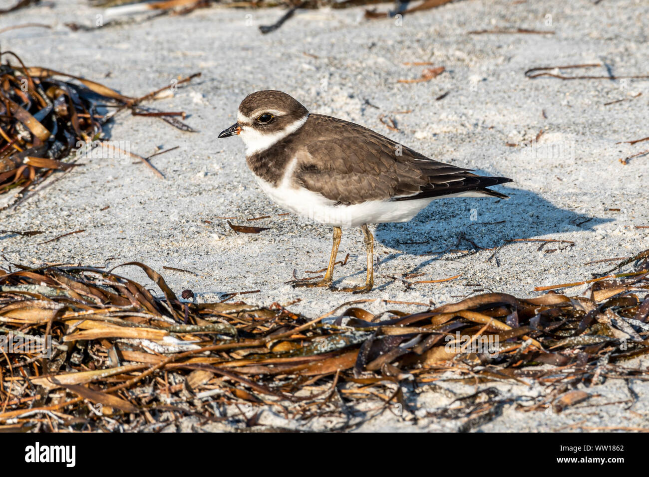 Semipalmated Plover (Charadrius semipalmatus) sulla spiaggia in Florida Foto Stock