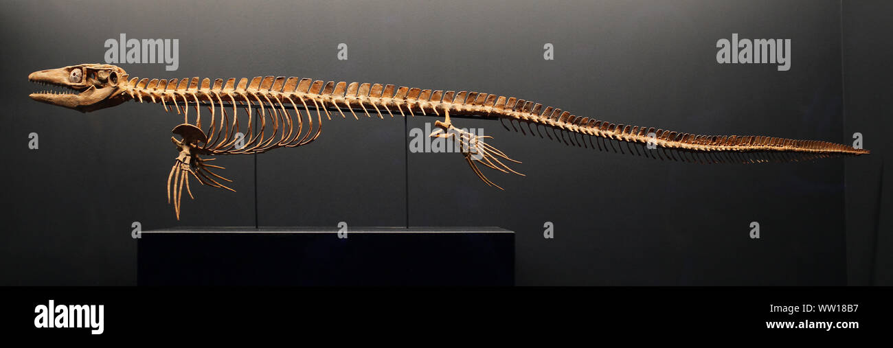Mosasaur Fossil.Dutch Plioplatecarpus cranio.un genere di mosasaur lizard.IT vissuto nel tardo Cretaceo periodo 73-68 mya. Foto Stock