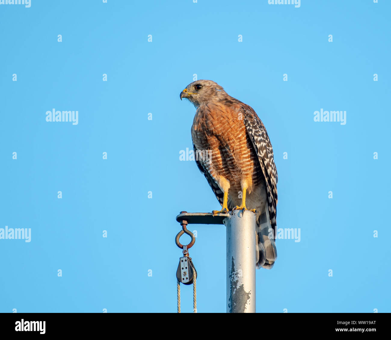 Rosso con spallamento macchie hawk qualcosa nella distanza - Florida Foto Stock