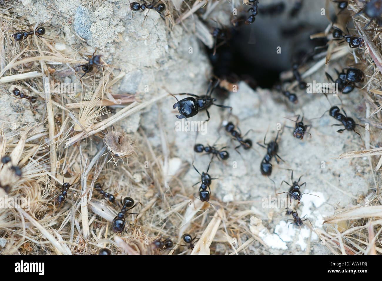 Piccole formiche nero (Lasius fuliginosus, Dendrolasius fuliginosus) che va verso il loro nido in Toscana, Italia Foto Stock