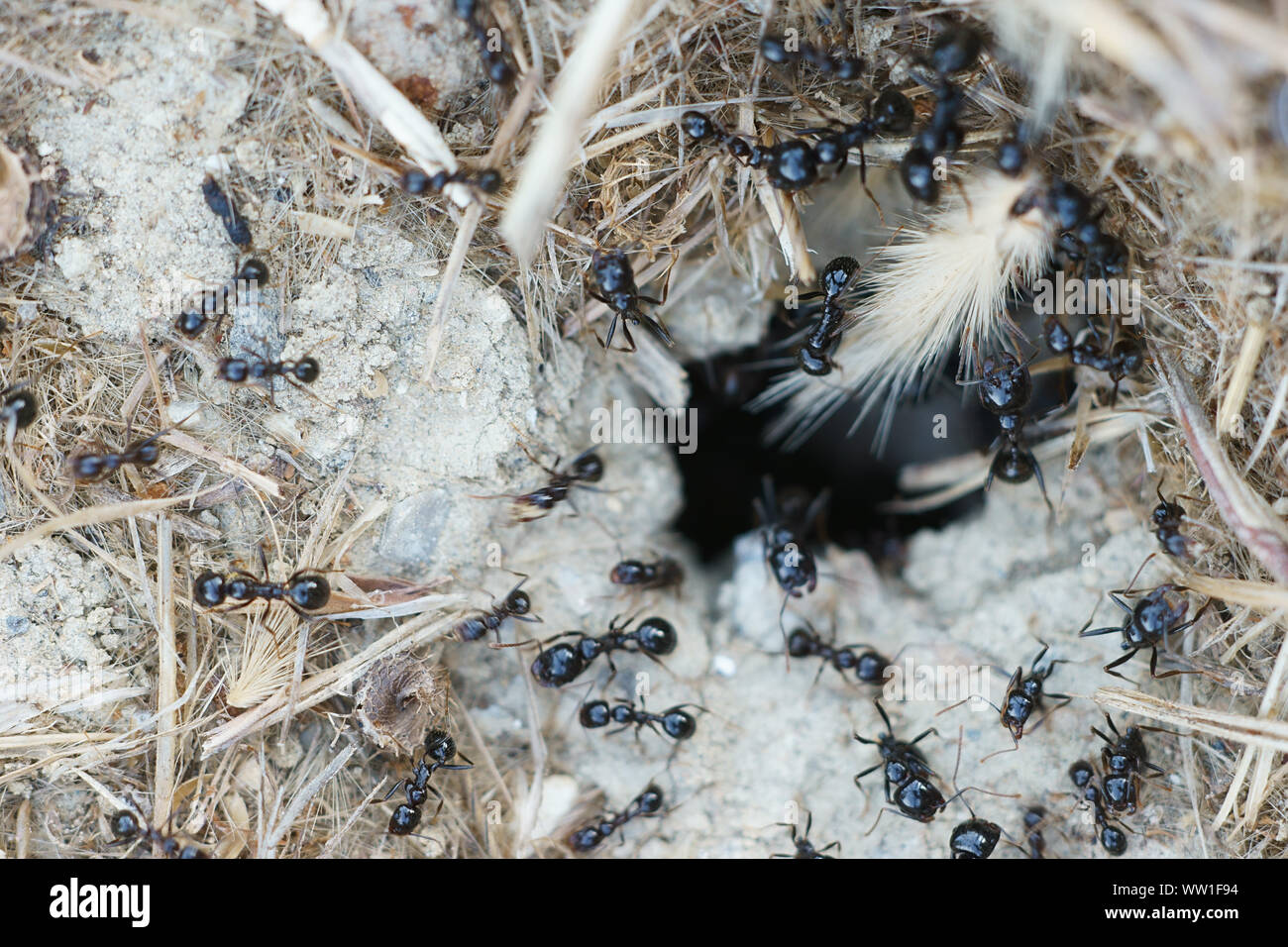 Piccole formiche nero (Lasius fuliginosus, Dendrolasius fuliginosus) che va verso il loro nido in Toscana, Italia Foto Stock