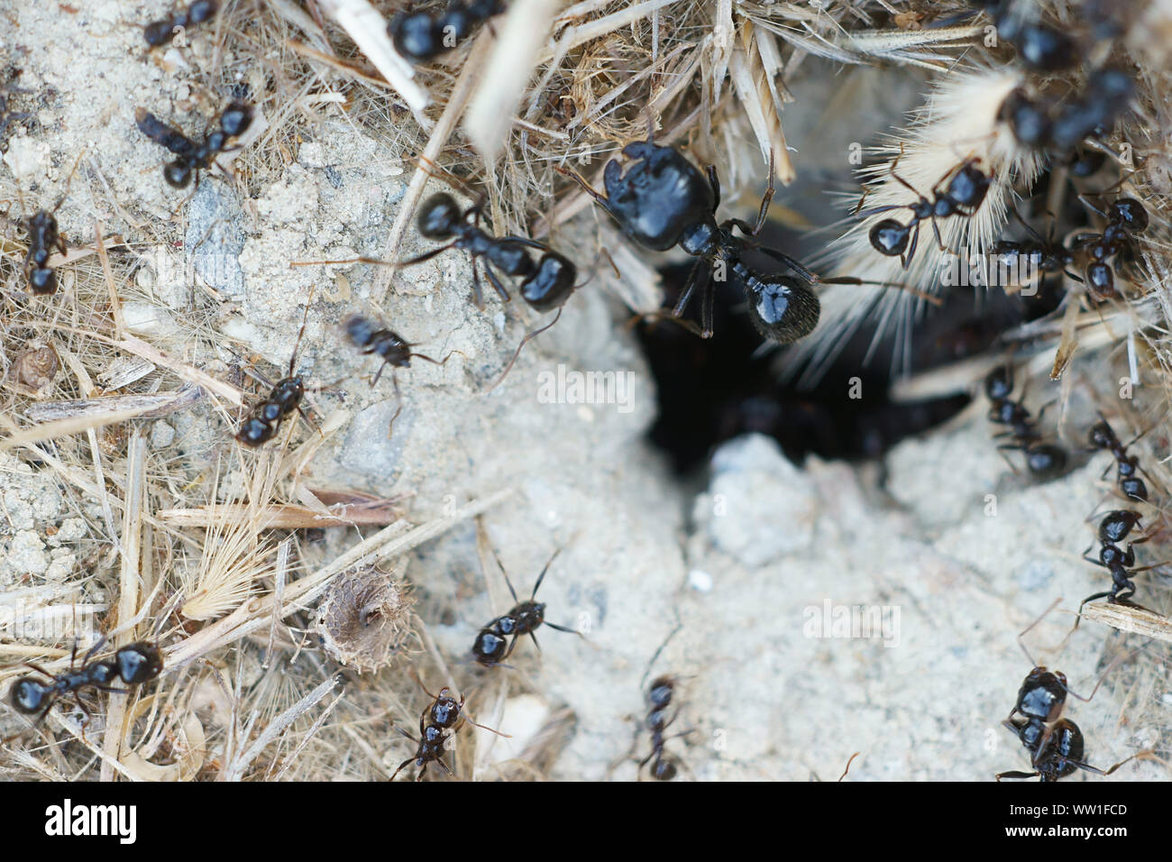 Piccole formiche nero (Lasius fuliginosus, Dendrolasius fuliginosus) che va verso il loro nido in Toscana, Italia Foto Stock