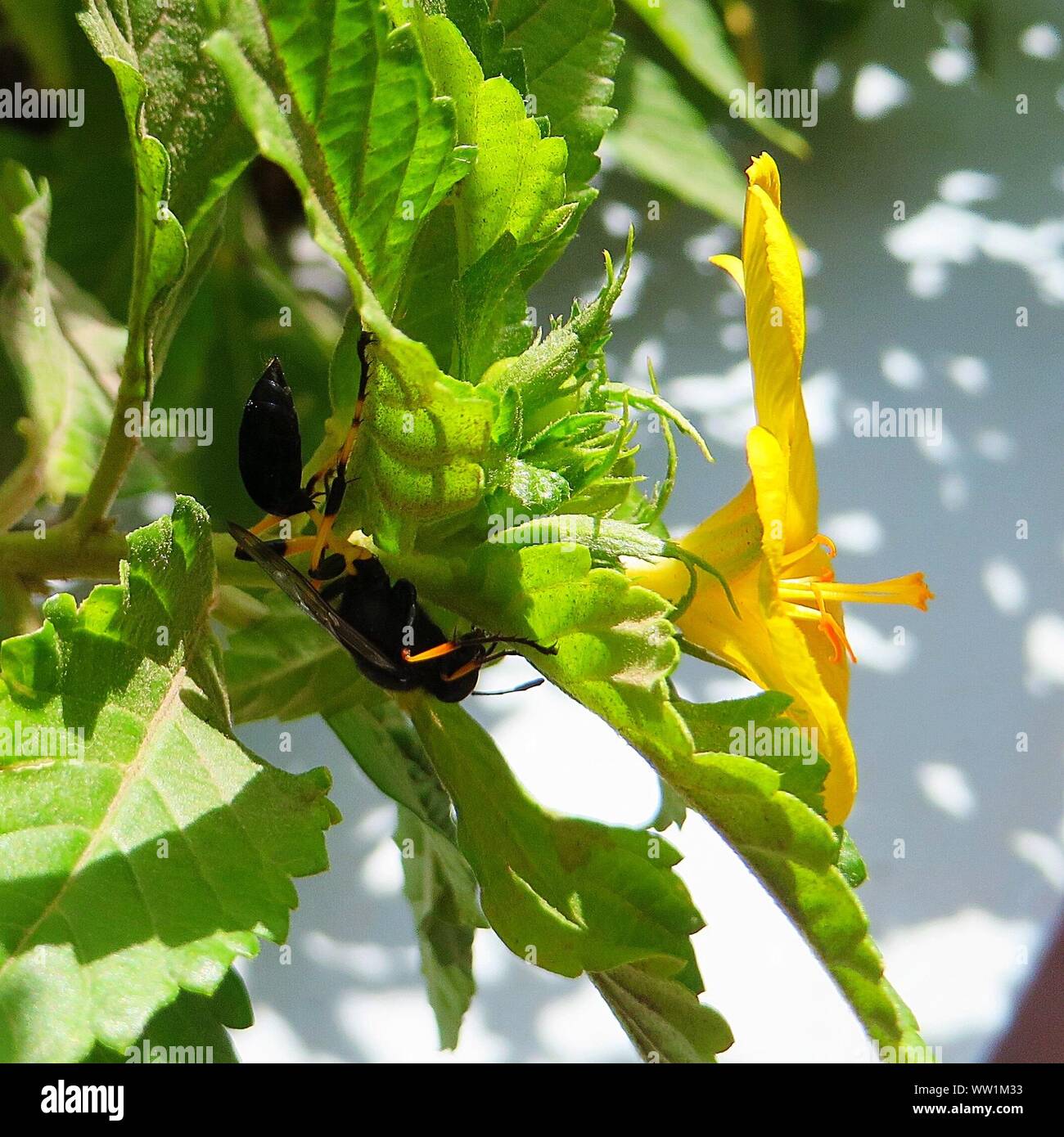 Close-up di Hornet su piante da fiore giallo Foto Stock