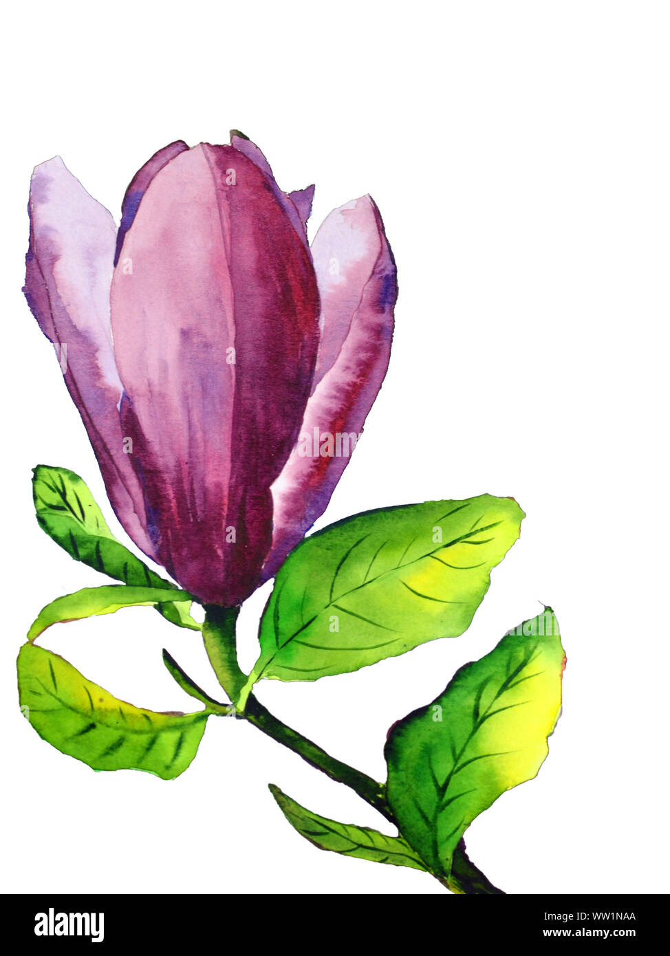 Acquerello disegnati a mano fiore di magnolia con fiori di colore rosa e foglie verdi isolati su sfondo bianco Foto Stock