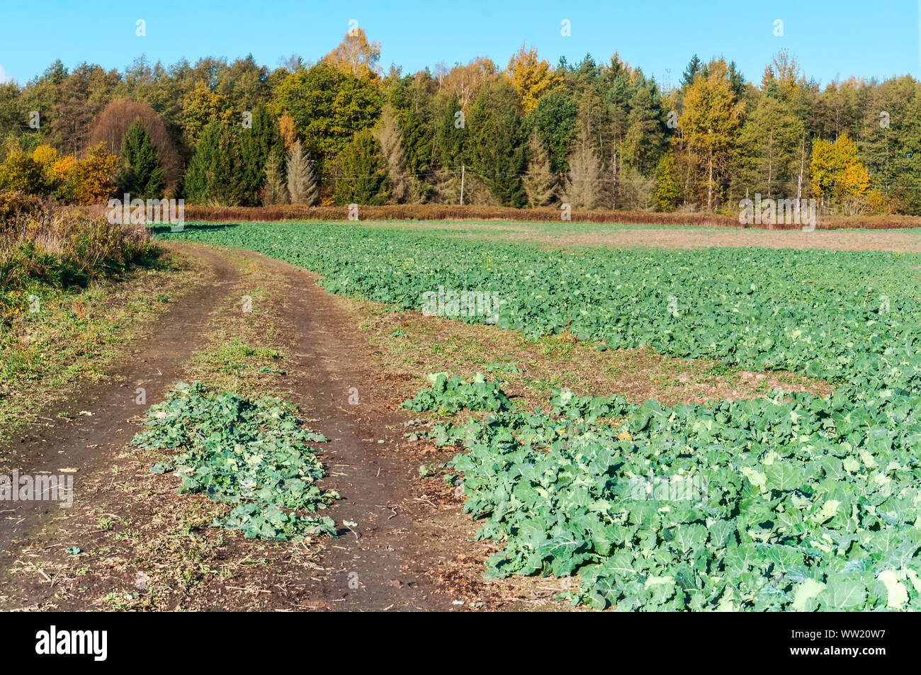 Giovani germogli di canola field piantati con cavolo raccolto agricolo Foto Stock