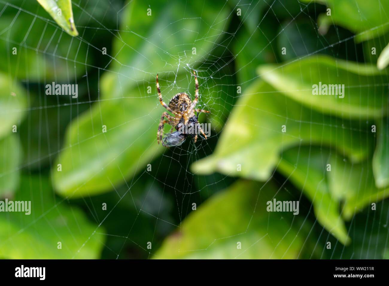 Un fly catturati in una spider web. di essere mangiato da crociera. Dopo aver intrappolato il volo,il ragno avvolge nella loro seta filettature sul web in modo efficace e di liquefare Foto Stock