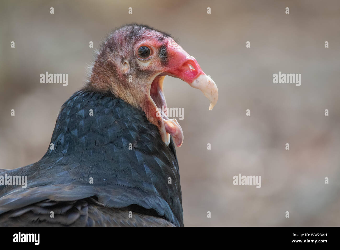 Sbadigliare Turchia Vulture Foto Stock
