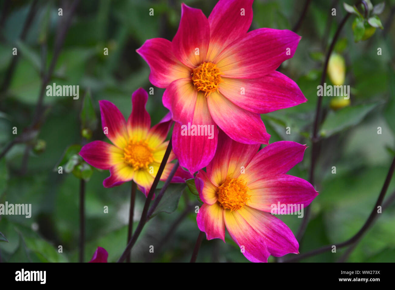 Rosa luminoso/porpora e giallo Dahlia 'Bright Eyes' fiori coltivati in una frontiera di RHS Garden Harlow Carr, Harrogate, Yorkshire. Inghilterra, Regno Unito. Foto Stock