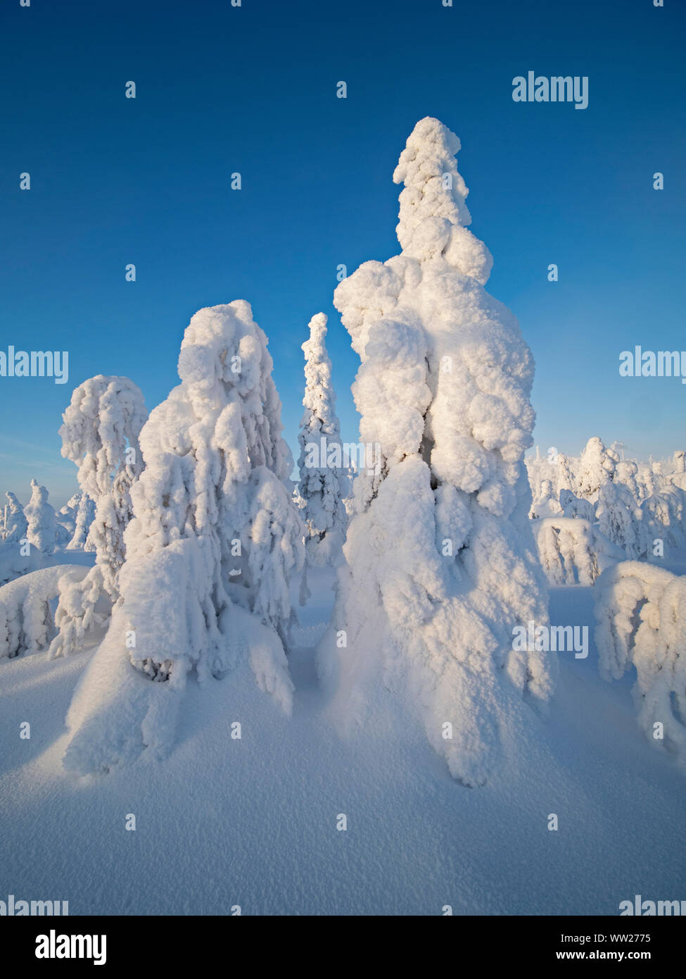 Abeti ammantato di neve picco Ruka Kuusamo Finlandia gennaio. Quando la neve mantelli di abeti come questo è noto come la neve di corona e può mettere un carico Foto Stock