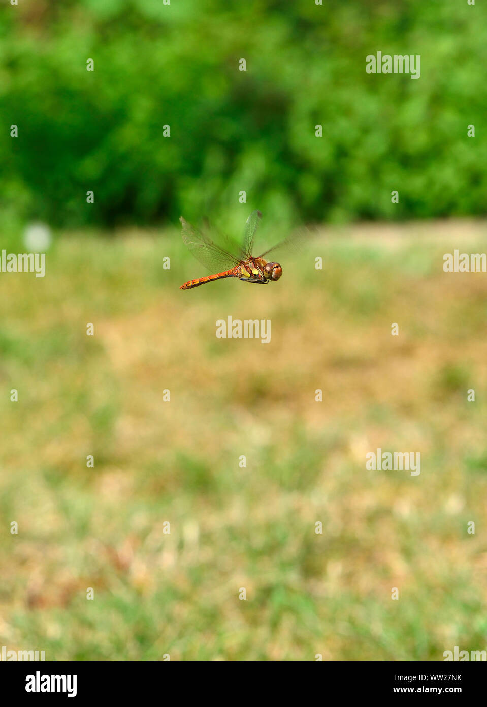 Common Darter dragonfly (Sympetrum striolatum) in volo in un giardino nel Kent, Regno Unito. Foto Stock