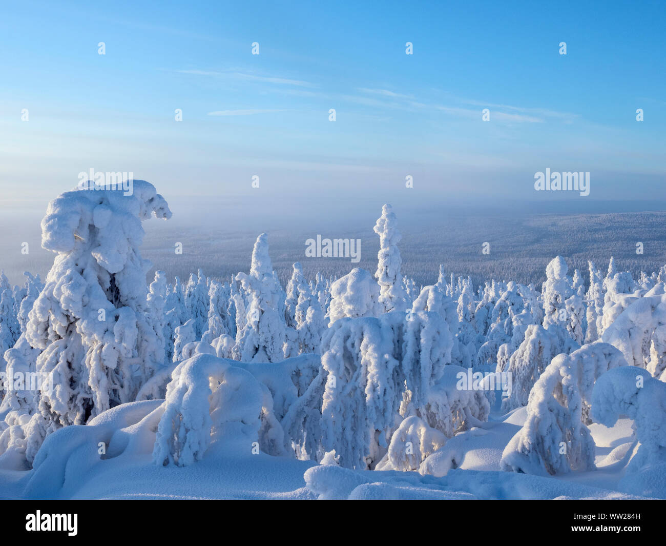 Abeti ammantato di neve picco Ruka Kuusamo Finlandia gennaio. Quando la neve mantelli di abeti come questo è noto come la neve di corona e può mettere un carico Foto Stock