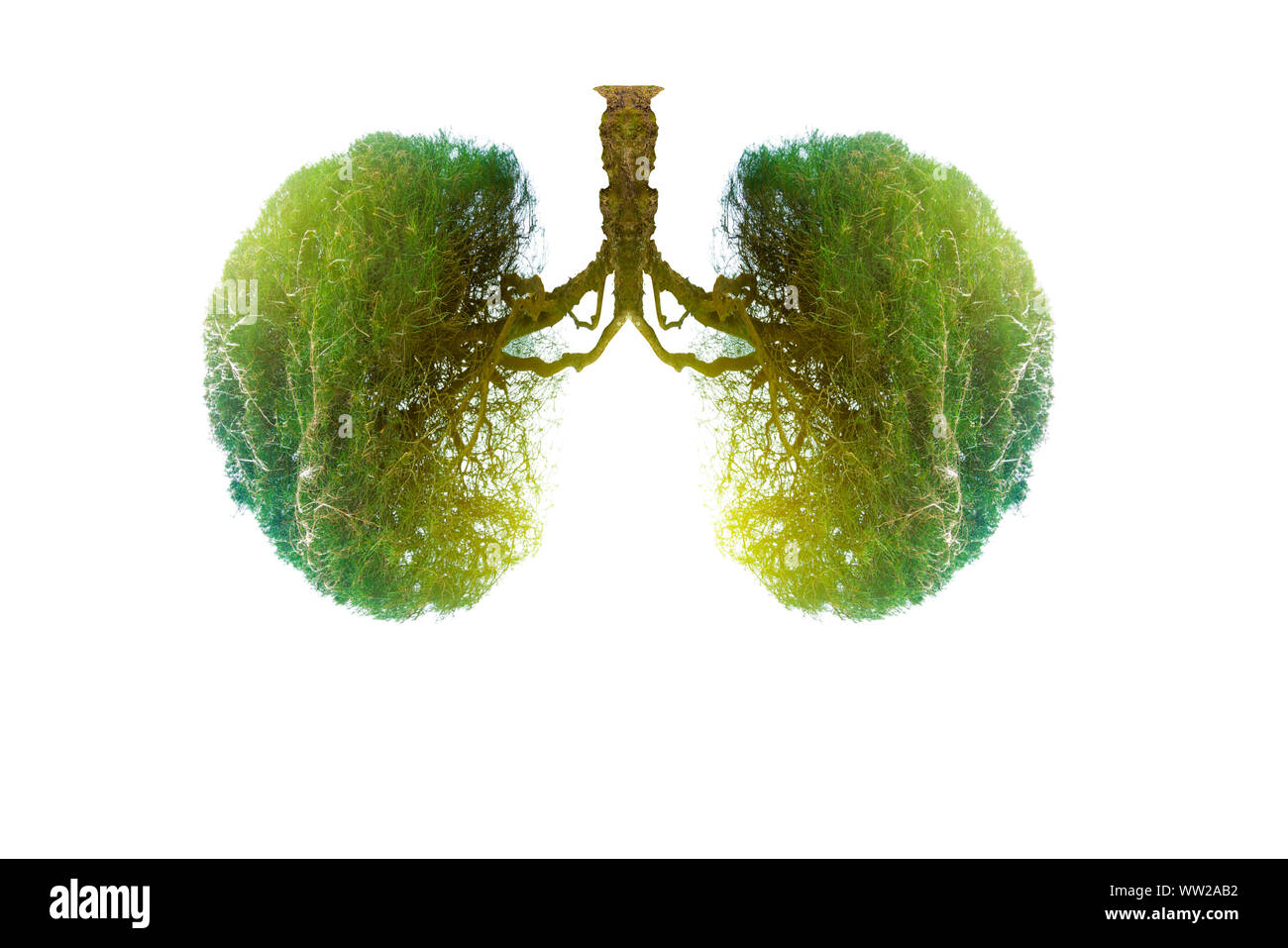 Polmone verde a forma di albero di immagini, concetti medici, autopsia, visualizzazione 3D e animali come un elemento Foto Stock