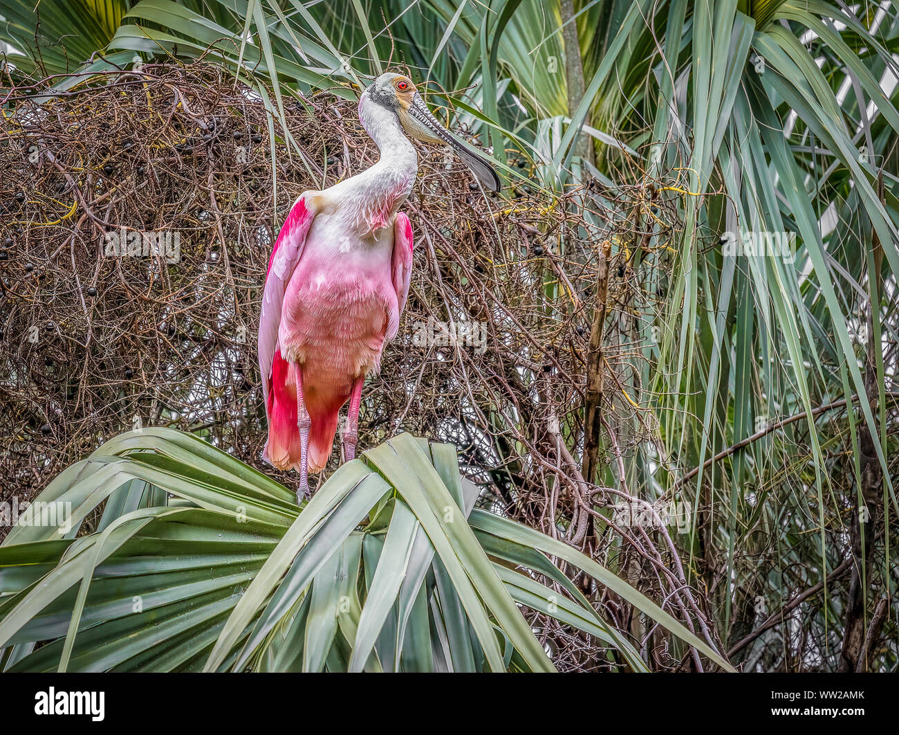 Un Roseate Spoonbill bird in zone umide tropicali area dell'everglades, Florida. Foto Stock