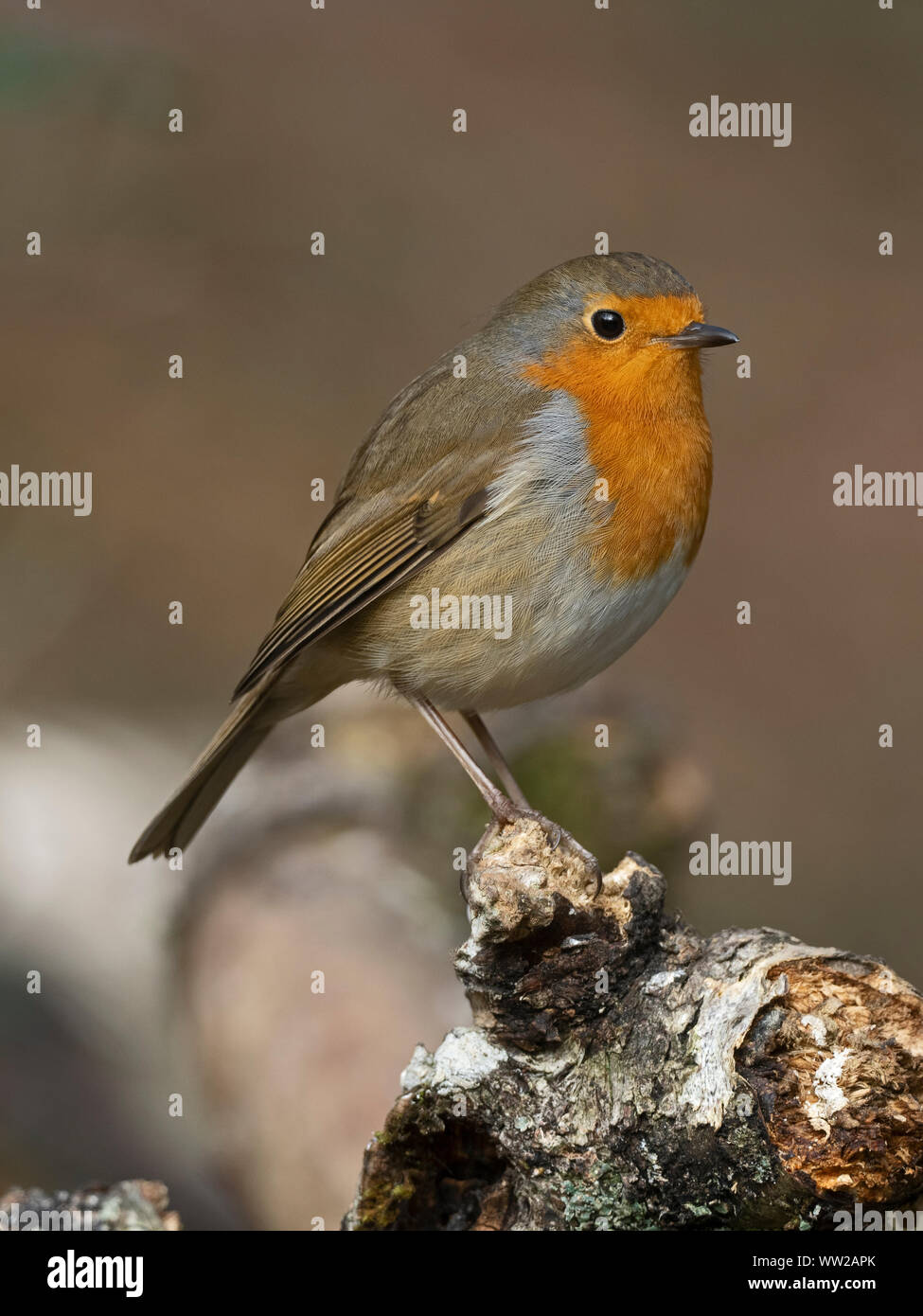 Robin Erithacus rubecula Norfolk inverno Foto Stock
