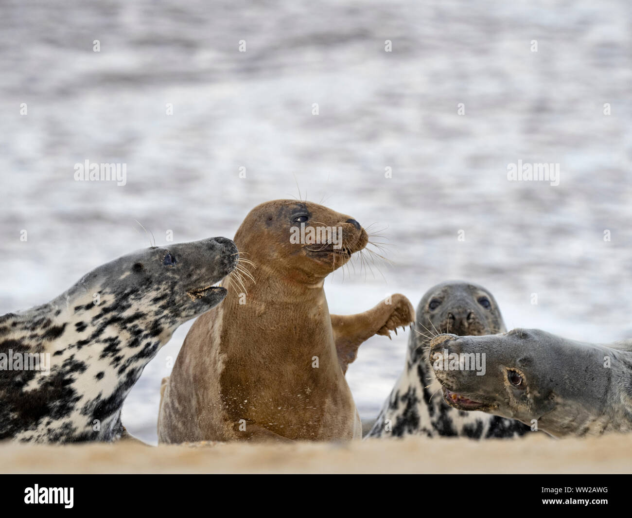 Guarnizione grigia Halichoerus grypus femmina, North Norfolk Gennaio Foto Stock