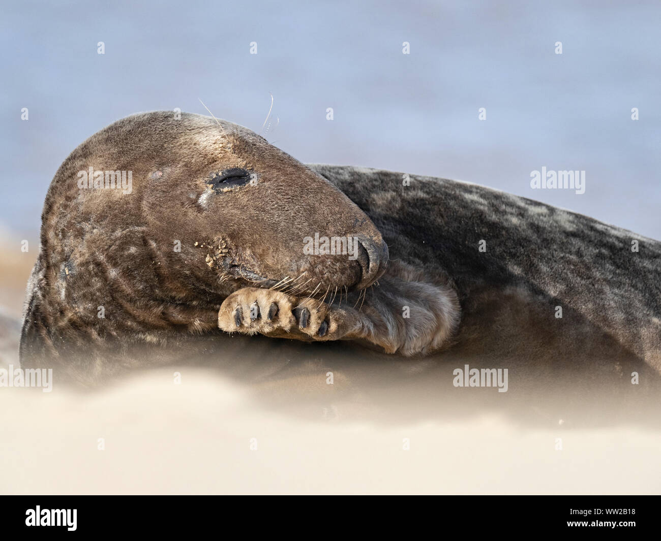 Guarnizione grigia Halichoerus grypus maschio, North Norfolk Gennaio Foto Stock