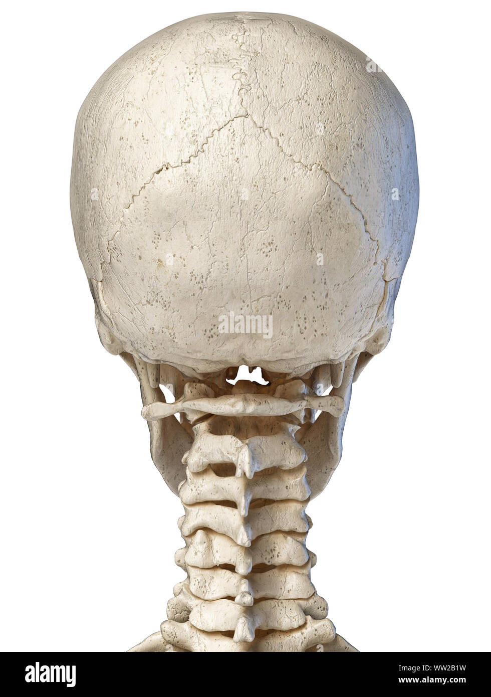 Anatomia umana 3d illustrazione del cranio. Vista posteriore, su sfondo bianco. Foto Stock