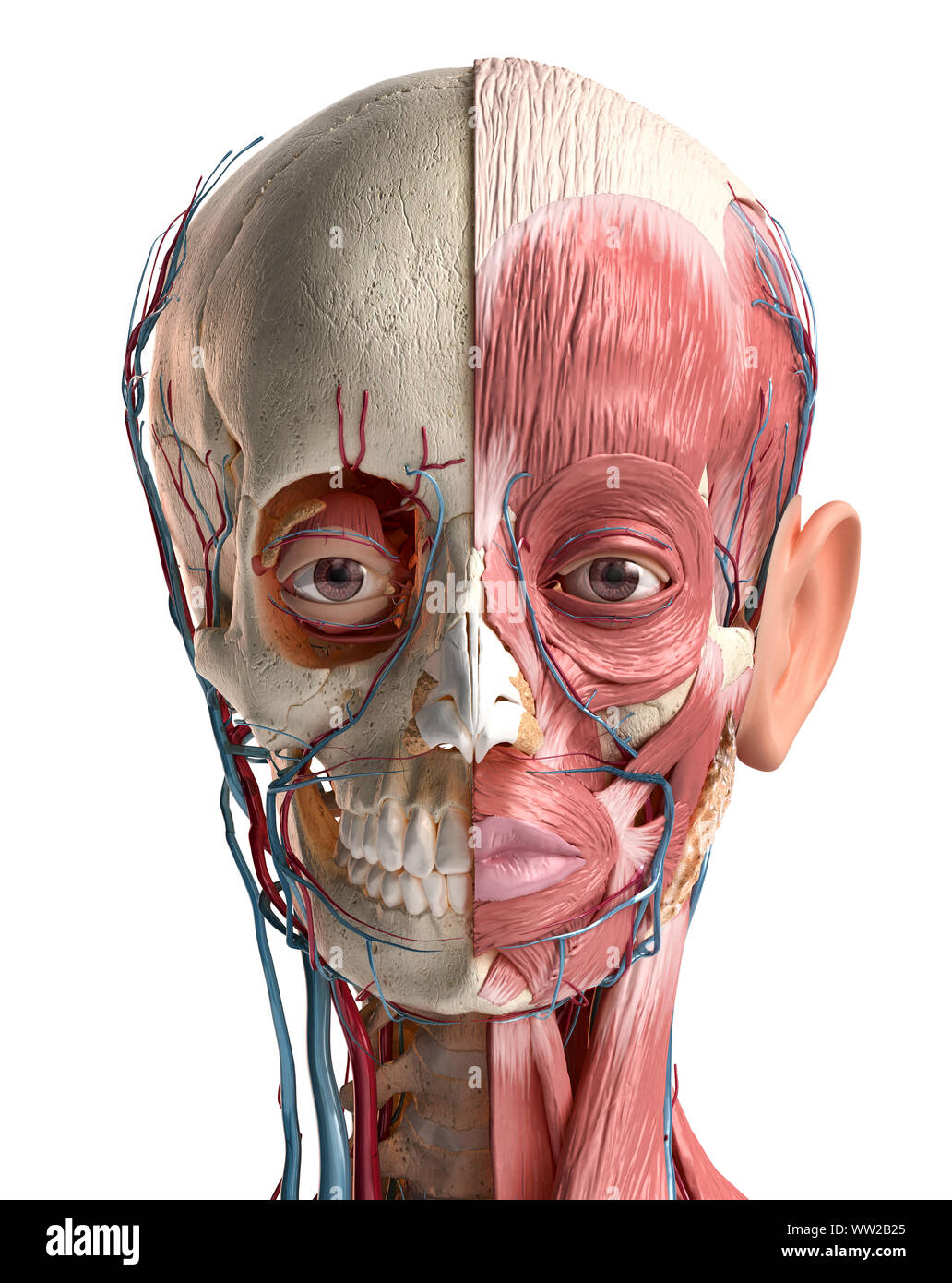 Anatomia umana 3d illustrazione della testa con cranio, vasi sanguigni e muscoli, su sfondo bianco. Vista posteriore. Foto Stock