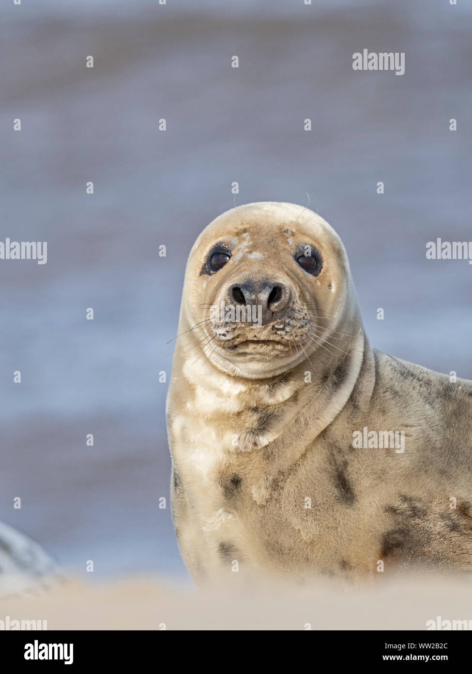Guarnizione grigia Halichoerus grypus femmina, North Norfolk Gennaio Foto Stock