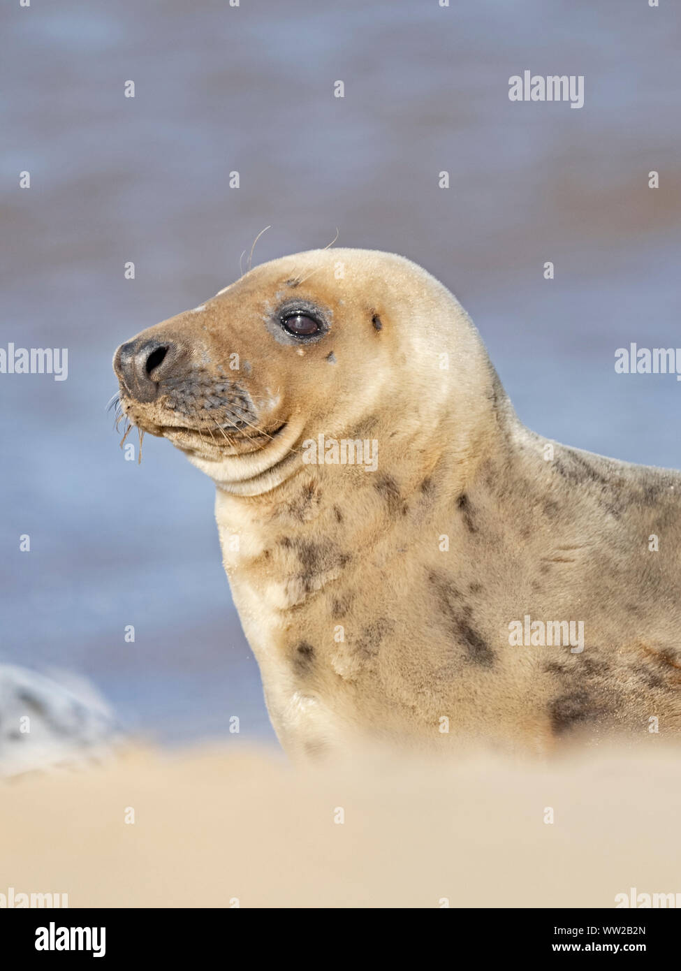 Guarnizione grigia Halichoerus grypus femmina, North Norfolk Gennaio Foto Stock