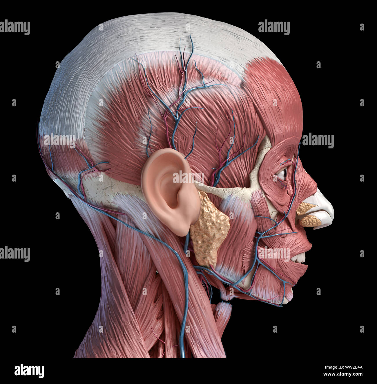 Testa umana anatomia 3d illustrazione muscolare e sistemi vascolari, vista laterale su sfondo nero. Foto Stock