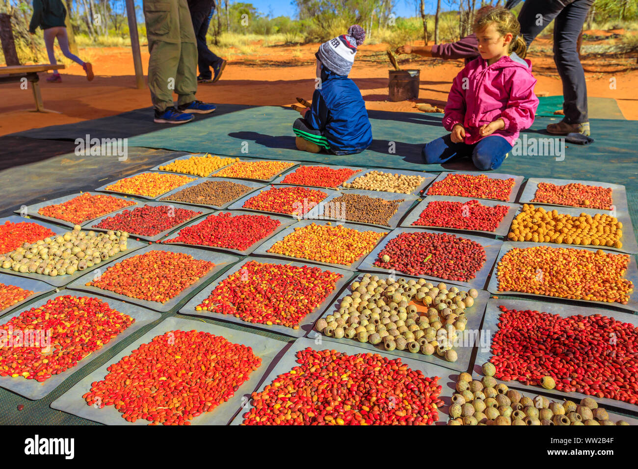Stazione di Kings Creek, Territorio del Nord, Australia - 21 AGO 2019: bambini osservare con varietà boccola colorata semi raccolti a Karrke presto Foto Stock
