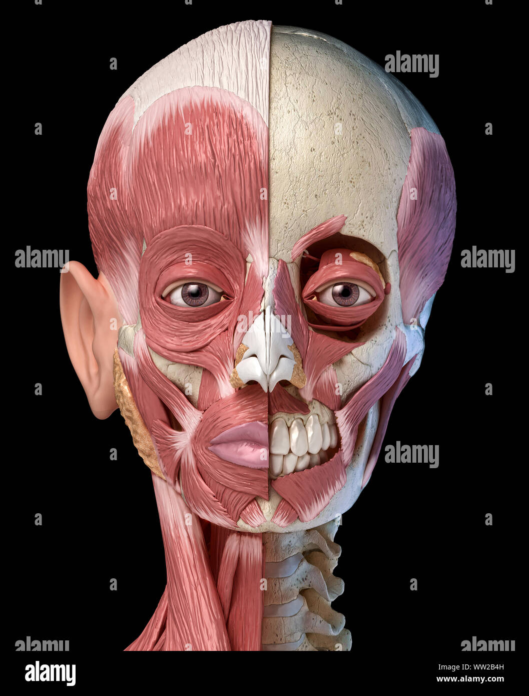 Anatomia umana 3d illustrazione dei muscoli della testa piena sul lato sinistro e la parziale sul lato destro. Vista anteriore su sfondo nero. Foto Stock