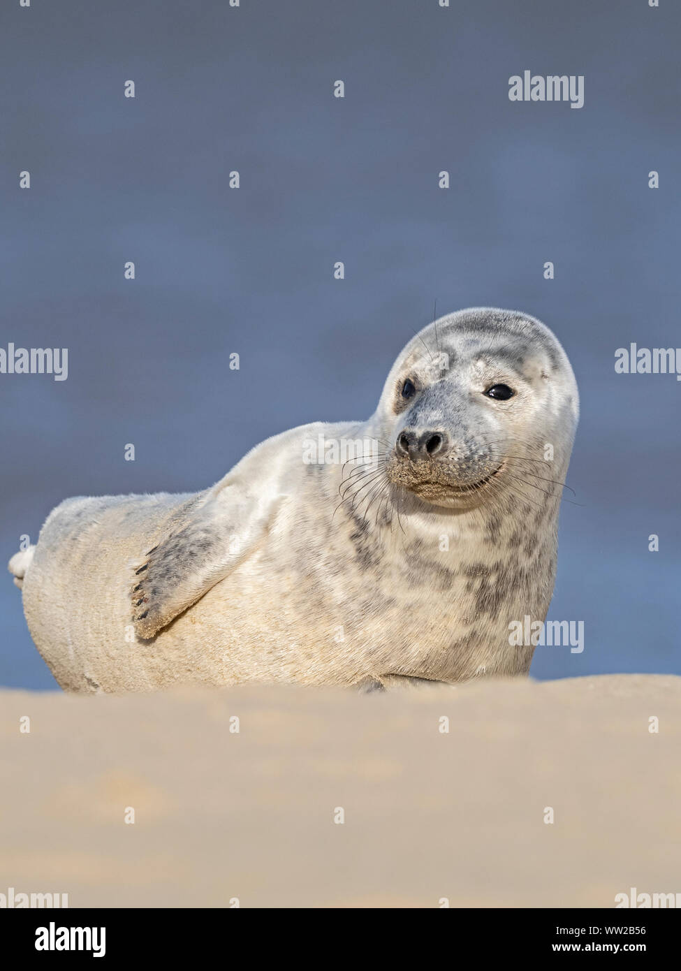 Guarnizione grigia Halichoerus grypus pup, North Norfolk Gennaio Foto Stock