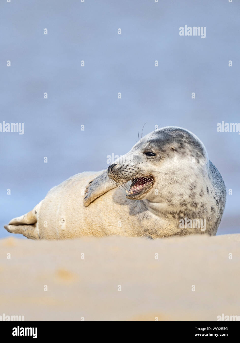 Guarnizione grigia Halichoerus grypus pup, North Norfolk Gennaio Foto Stock