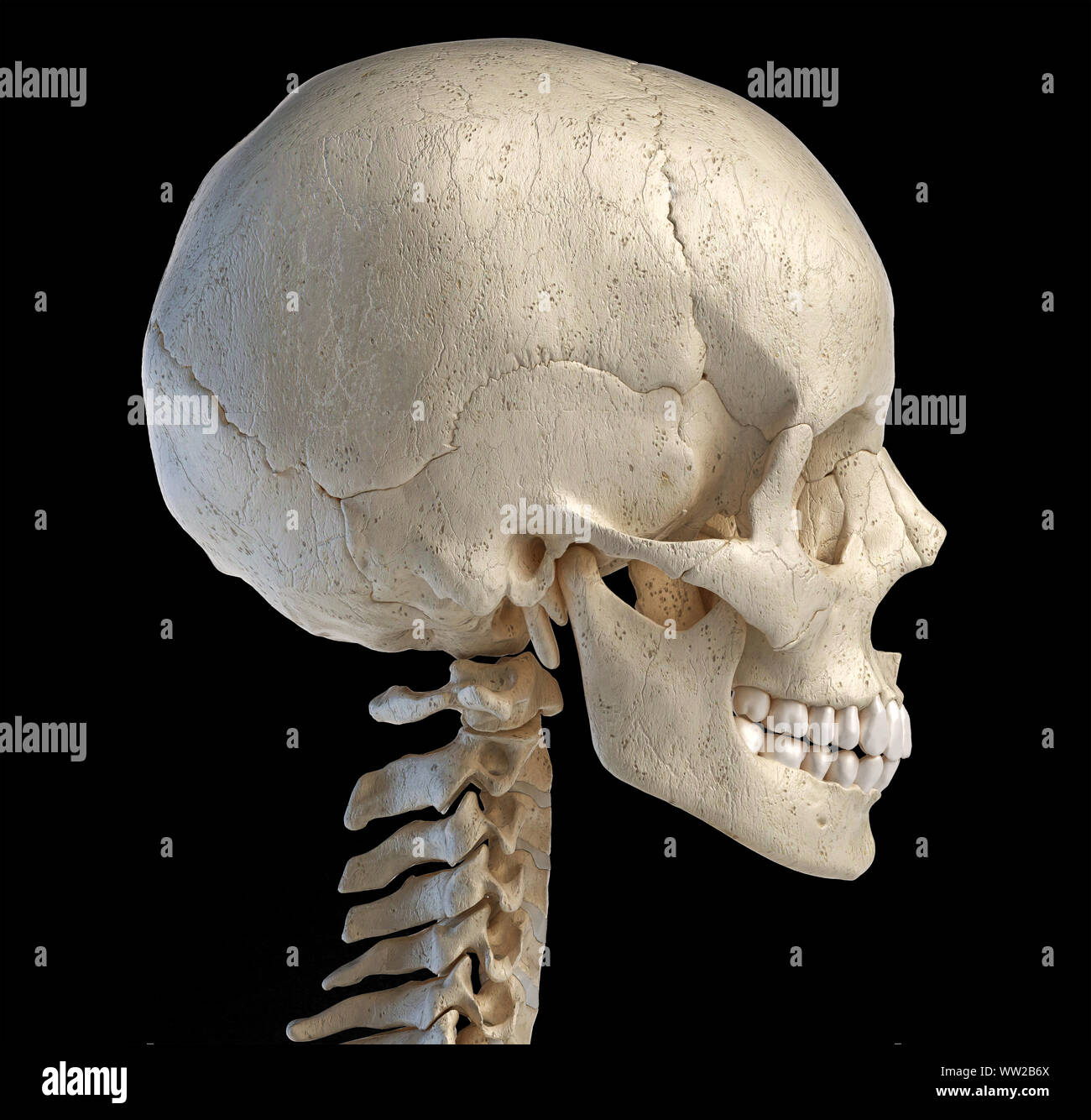 Anatomia umana 3d illustrazione del cranio. Vista laterale, su sfondo nero. Foto Stock