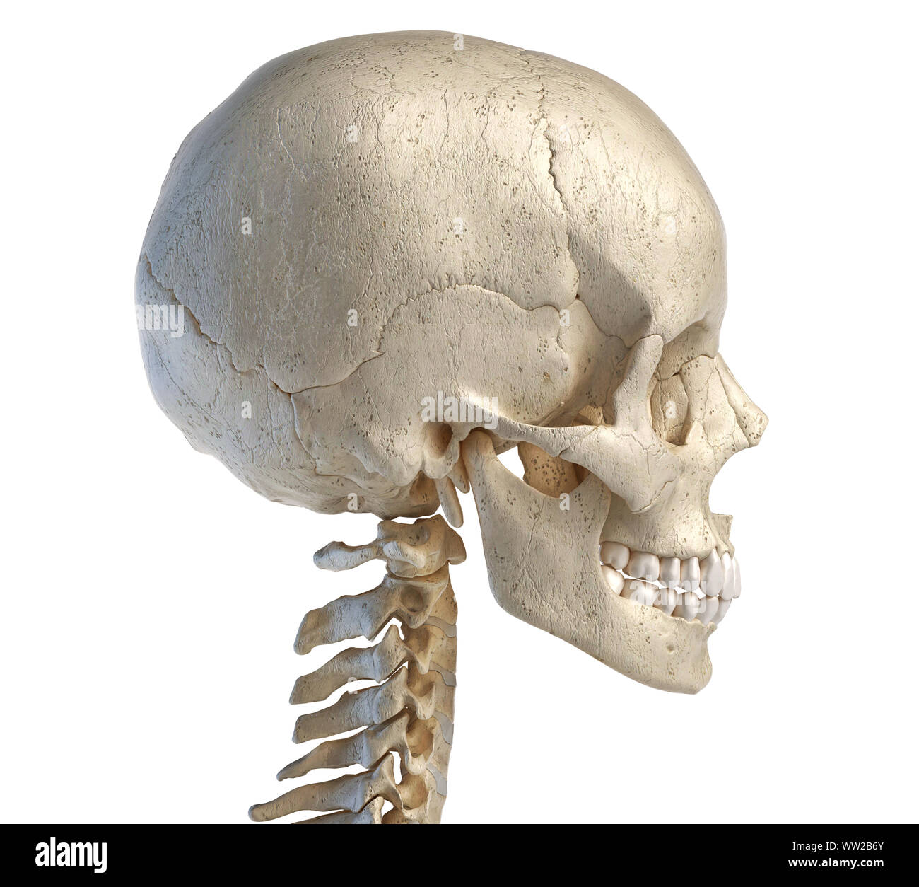 Anatomia umana 3d illustrazione del cranio. Vista laterale, su sfondo bianco. Foto Stock