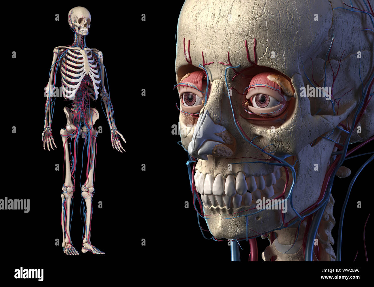 Anatomia umana cranio vicino con una completa scheletrica e cardiovascolare. Su sfondo nero. Foto Stock
