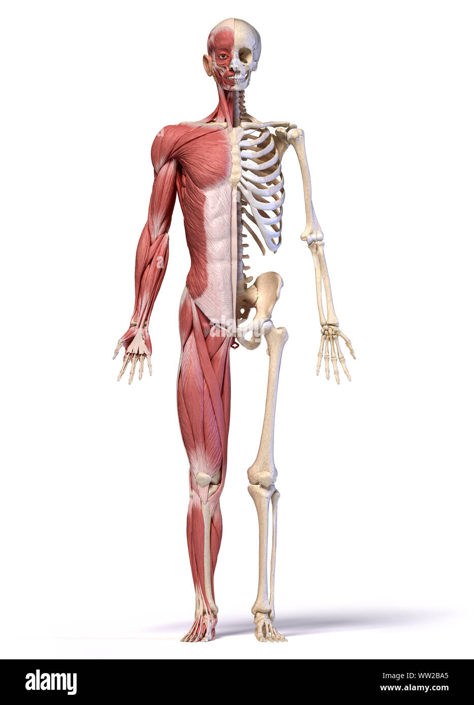 Il corpo umano, 3d'illustrazione. Figura intera maschio muscolare e scheletrico sistemi, vista anteriore su sfondo bianco. Foto Stock