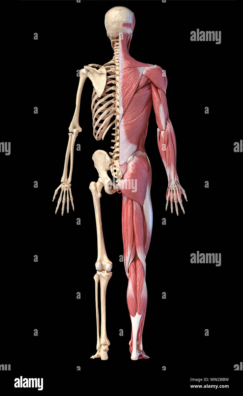 Il corpo umano, 3d'illustrazione. Figura intera maschio muscolare e scheletrico sistemi, vista posteriore su sfondo nero. Foto Stock