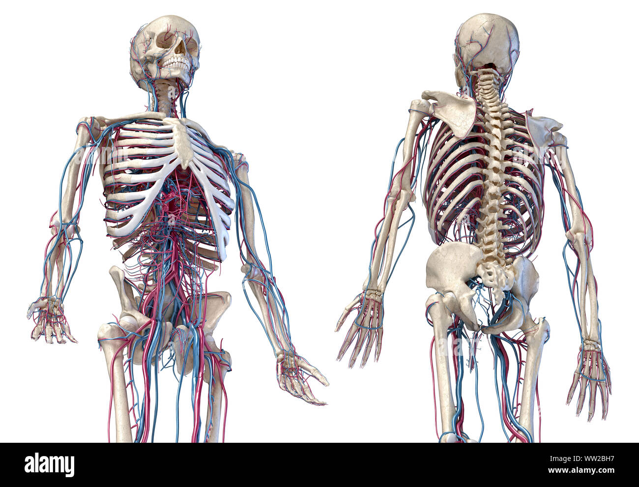 Anatomia Umana, 3d illustrazione dello scheletro con sistema cardiovascolare. Vista prospettica di 3/4 parte superiore, lati anteriore e posteriore. Su bianco backgrou Foto Stock