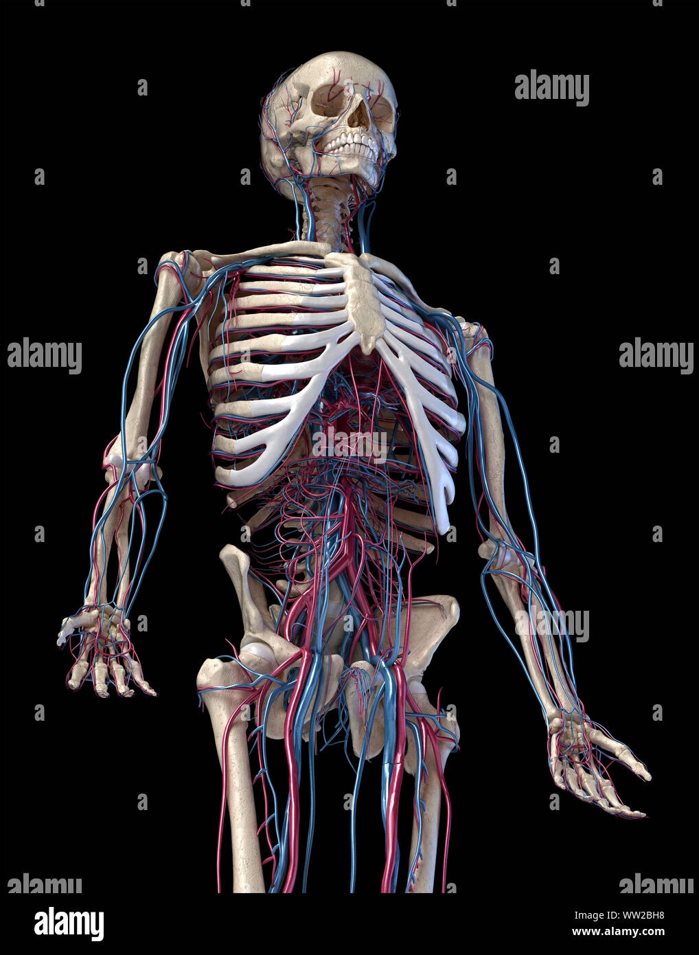 Anatomia Umana, 3d illustrazione dello scheletro con sistema cardiovascolare. Vista prospettica di 3/4 parte superiore, lato anteriore. Su sfondo nero. Foto Stock