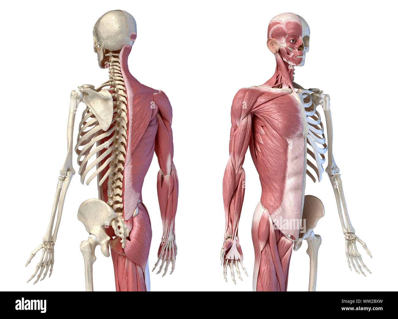 Maschio umano anatomia, 3/4 figura muscolare e scheletrico, sistemi back e viste in prospettiva frontale. su sfondo bianco. 3d anatomia Foto Stock