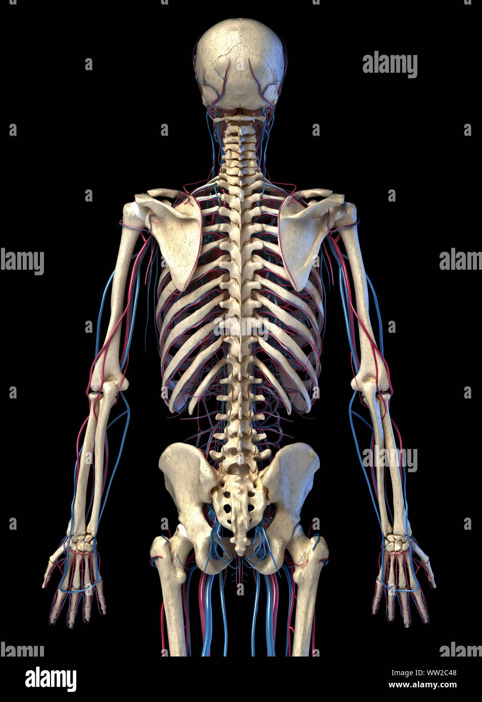 Corpo Umano anatomia. 3d illustrazione di 3/4 scheletrica e cardiovascolare. Vista dal retro. Su sfondo nero. Foto Stock