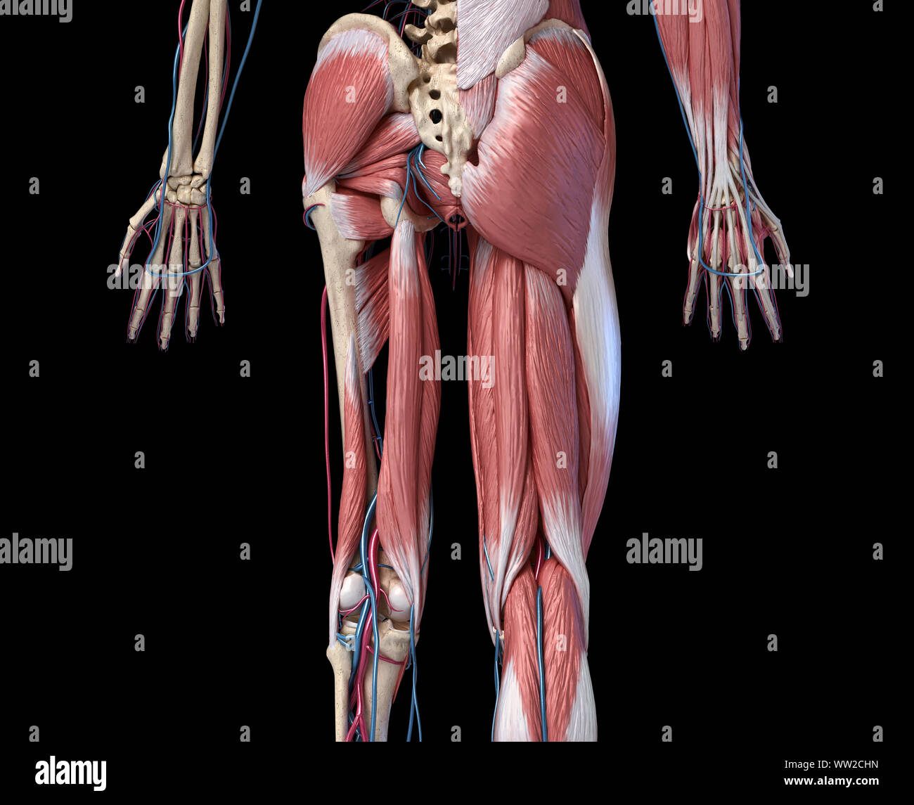 Anatomia Umana, arti e hip scheletrico, muscolare e cardiovascolare, con sub strati muscoli. vista posteriore, su sfondo nero. 3d illustrazione Foto Stock