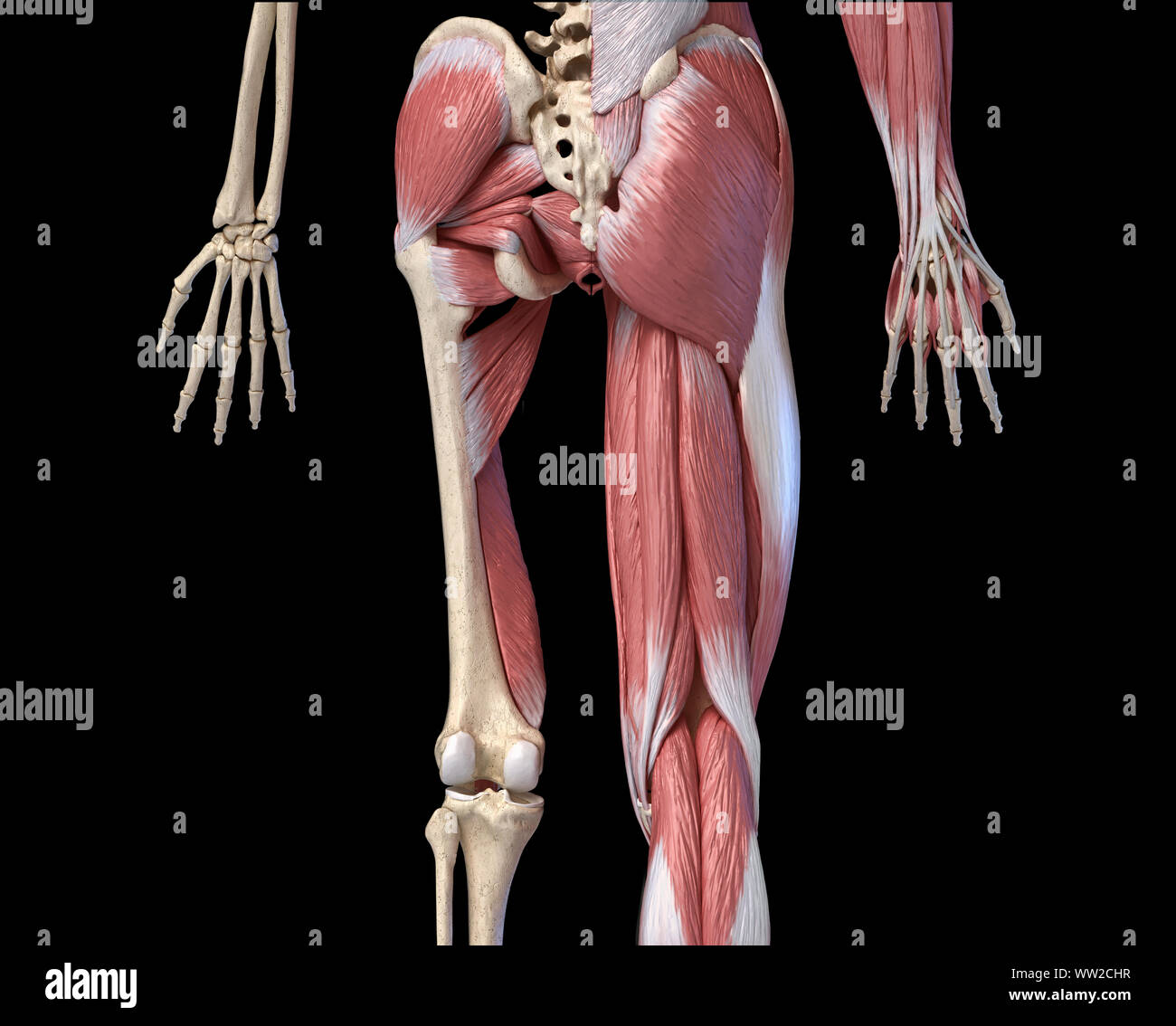 Maschio umano anatomia, arti e hip muscolare e scheletrico, sistemi con interno strati muscolari. Vista posteriore. su sfondo nero. 3d anatomia illustrazione. Foto Stock